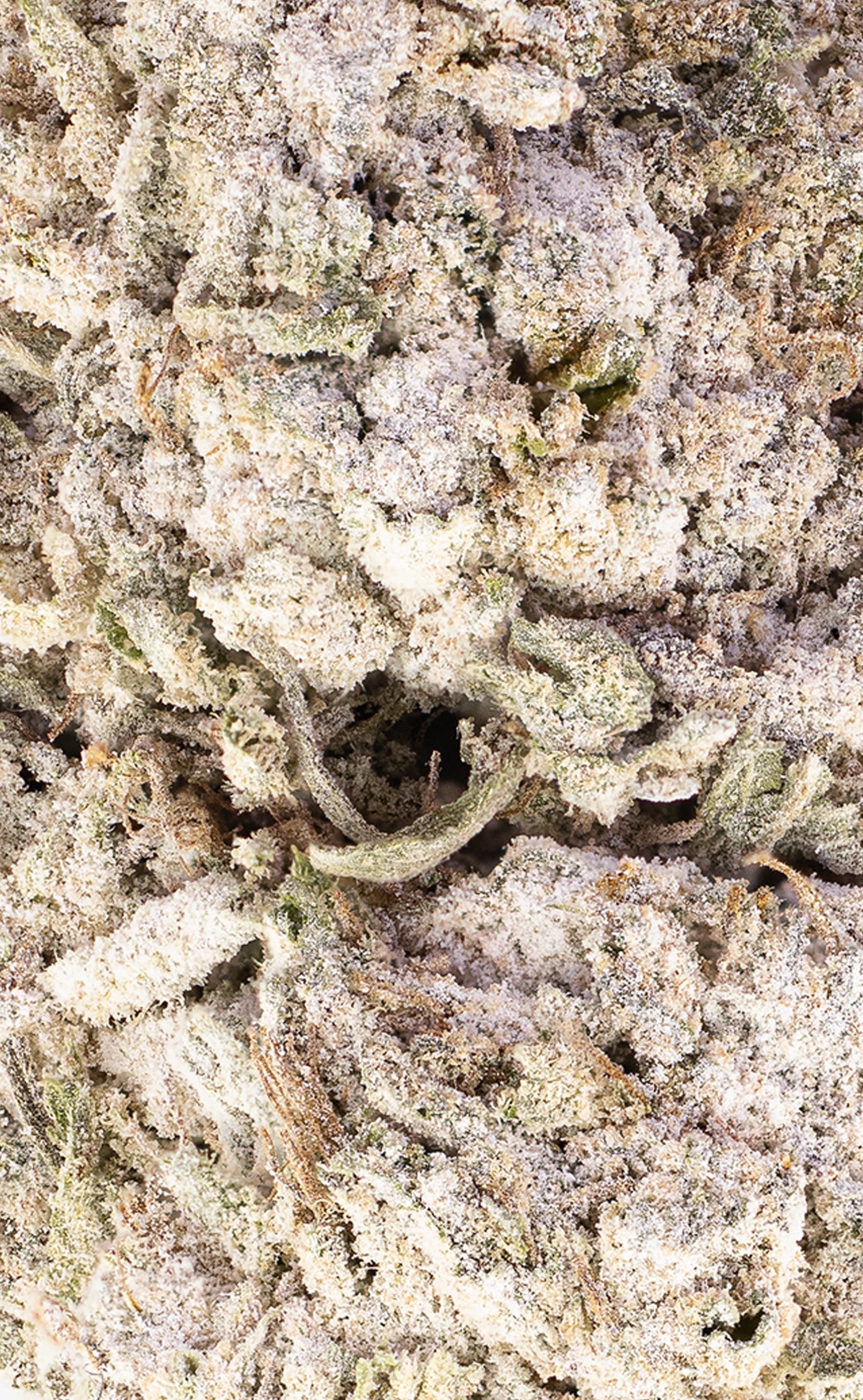 Green Goddess | 23% THCA