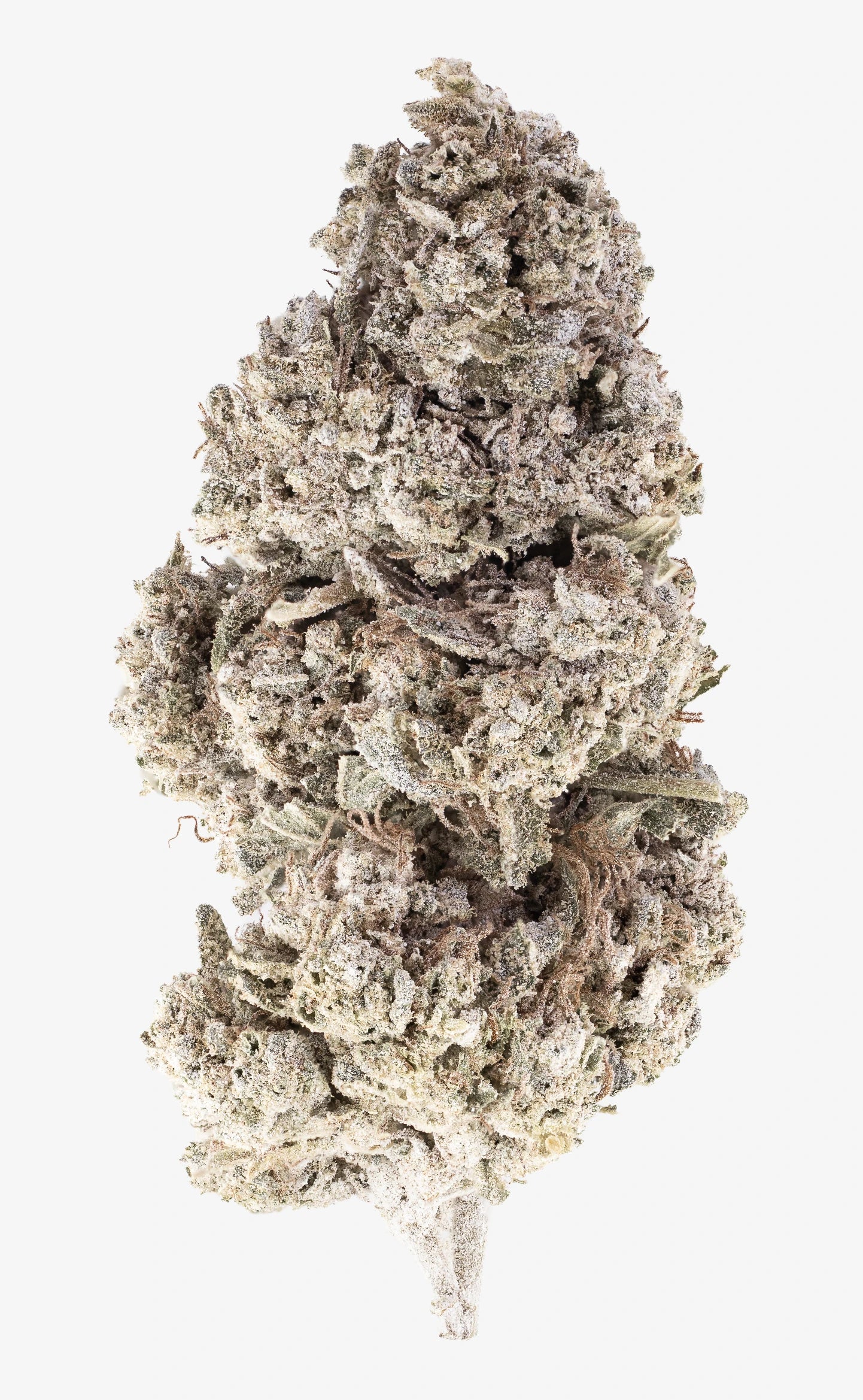 Olympic Grass | 24% THCA