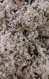 Amsterdam Sun | 24 % THCA