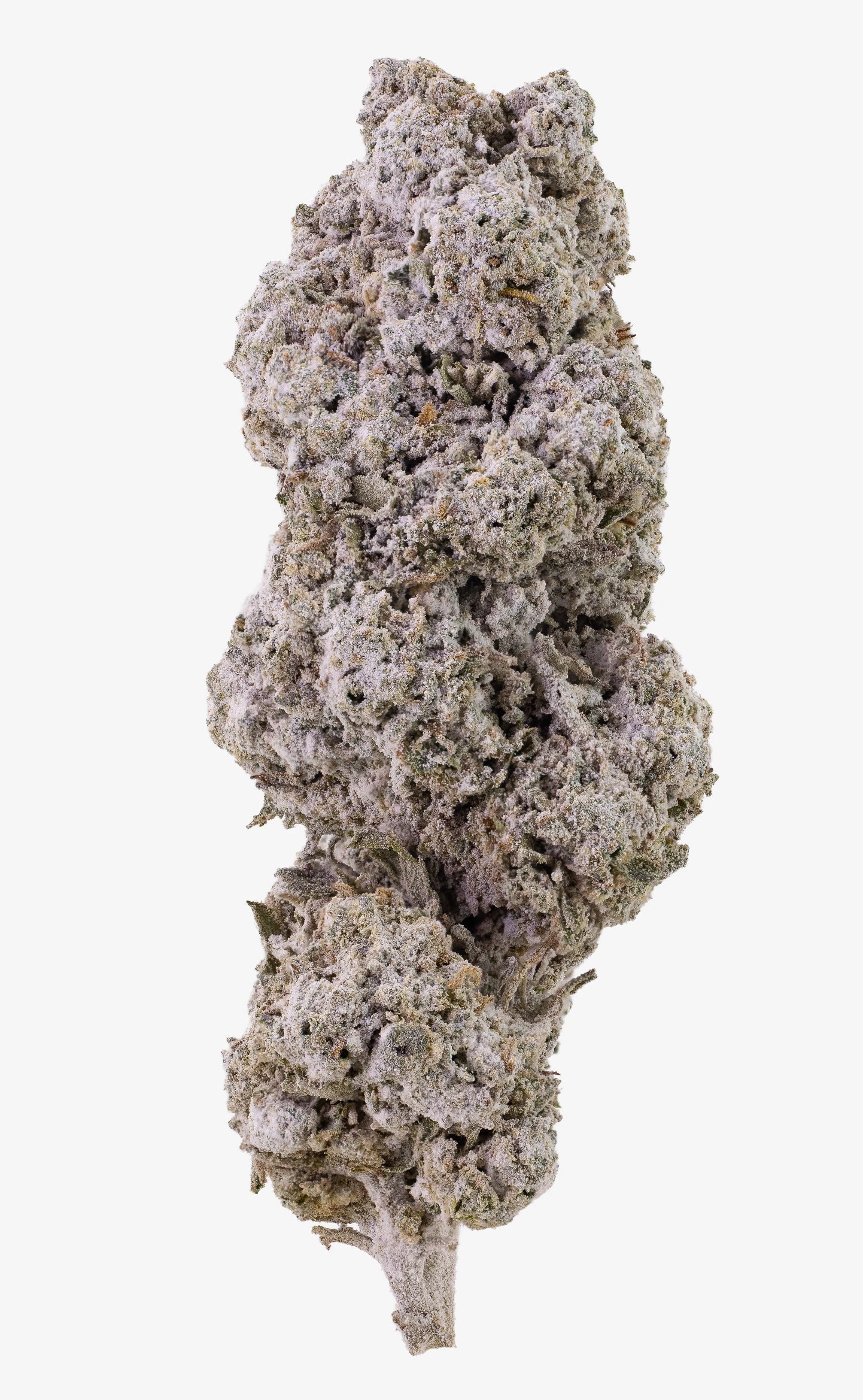 Amsterdam Sun | 24% THCA