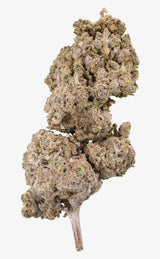 Berry White | 23% THCA