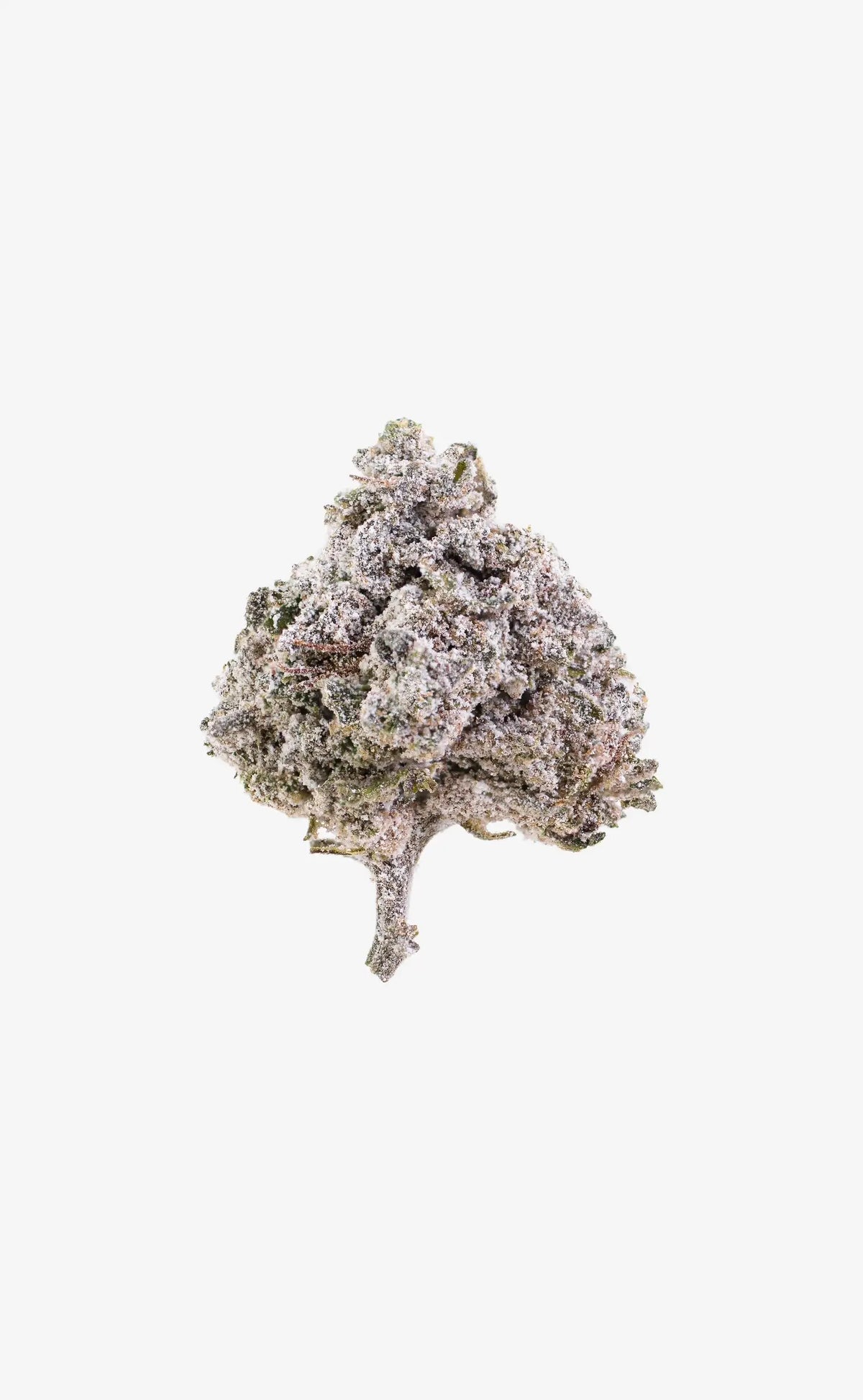 Cherry Comet | 22% THCA