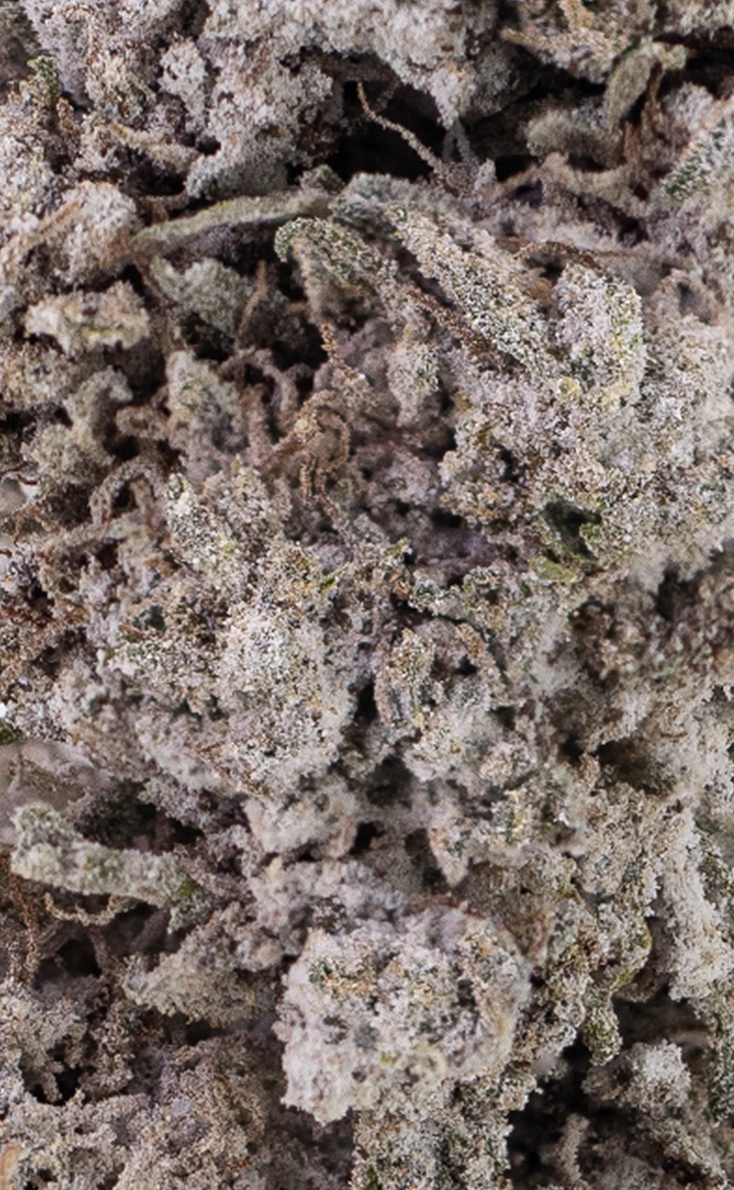 Elektrisk dis | 23% THCA