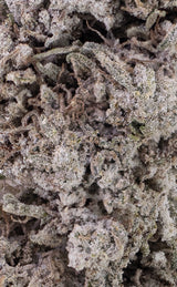 Elektrisk dis | 23% THCA