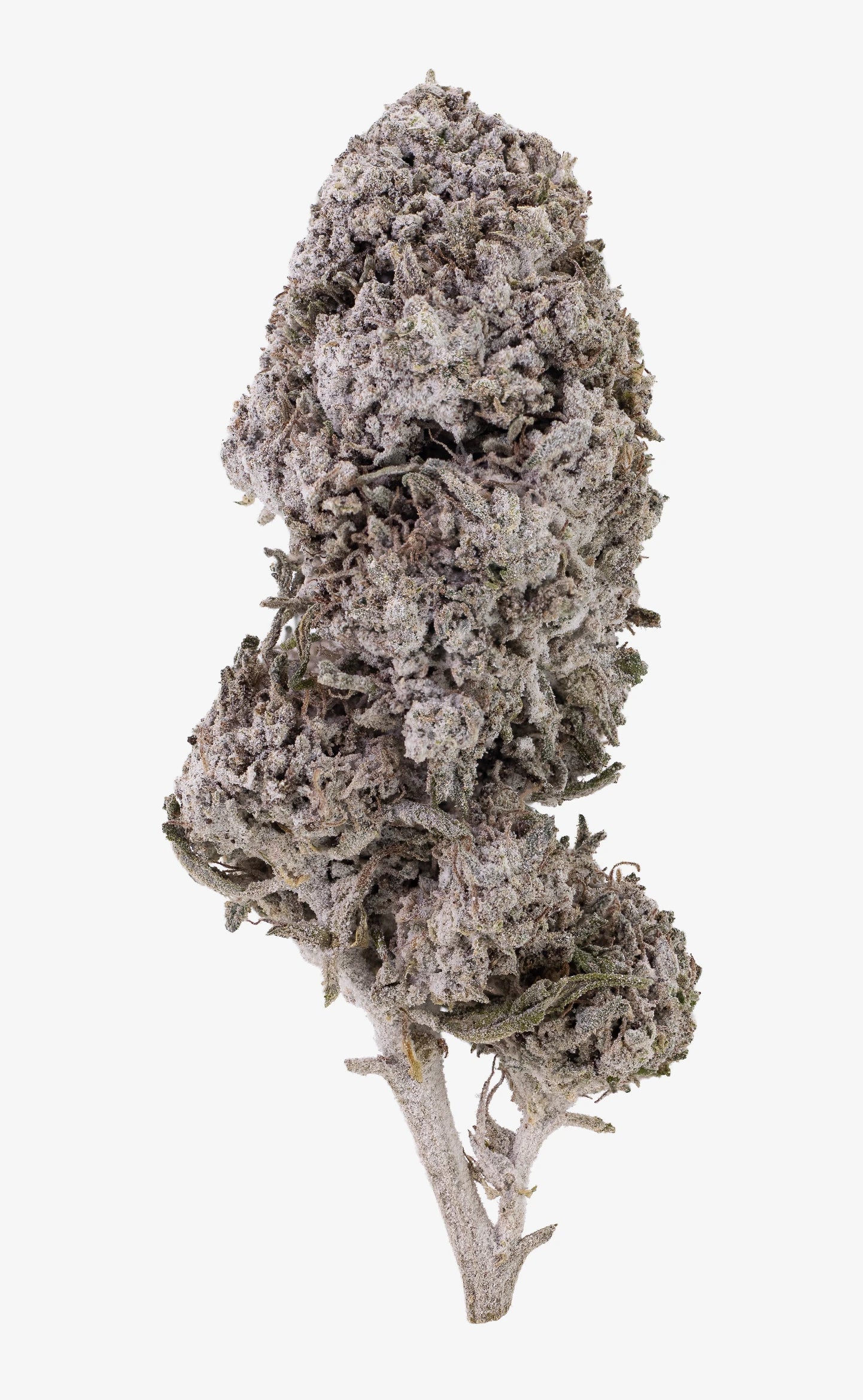 Elektrisk dis | 23% THCA