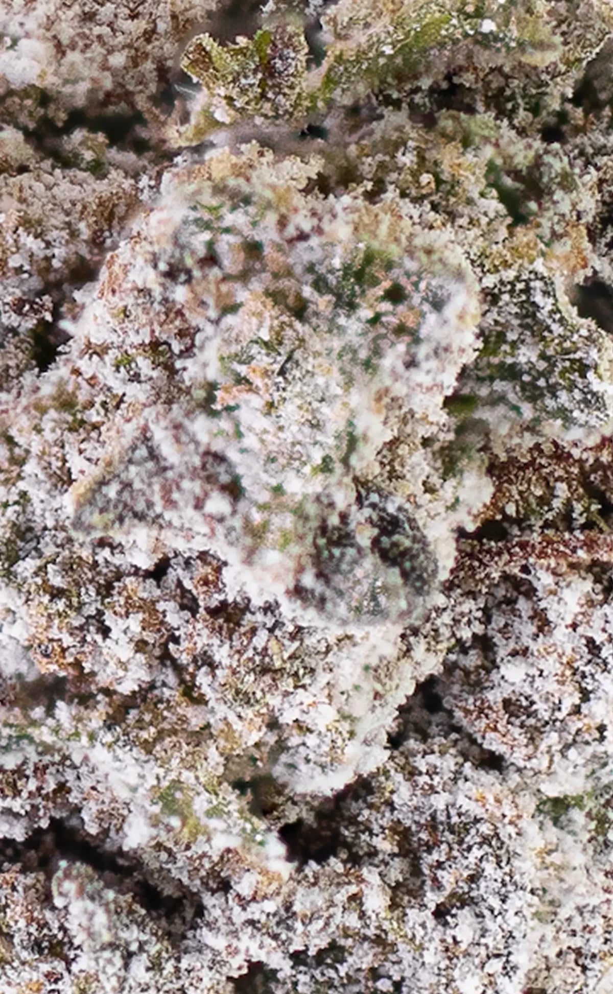 thca cannabis bud closeup