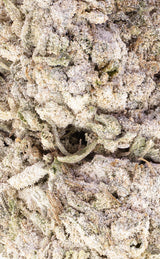 Green Goddess | 23% THCA