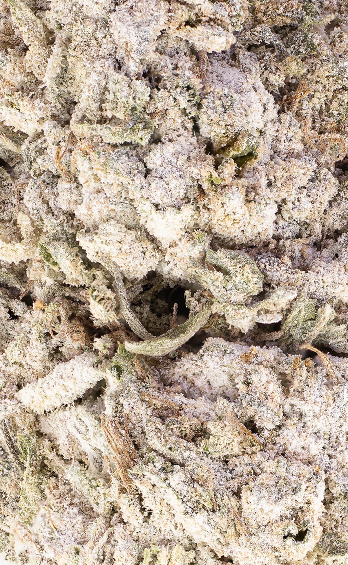 Green Goddess | 23% THCA