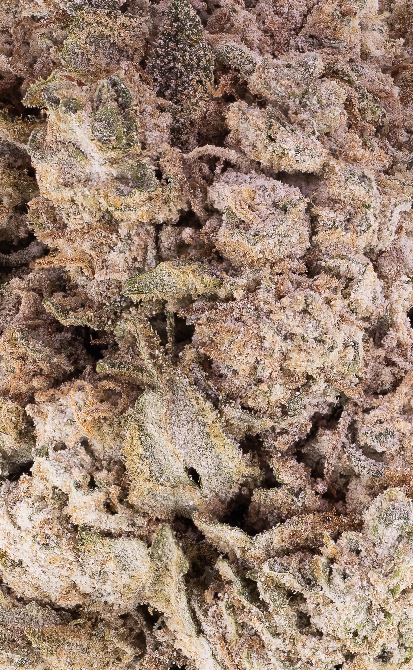 New York Diesel | 24 % THCA