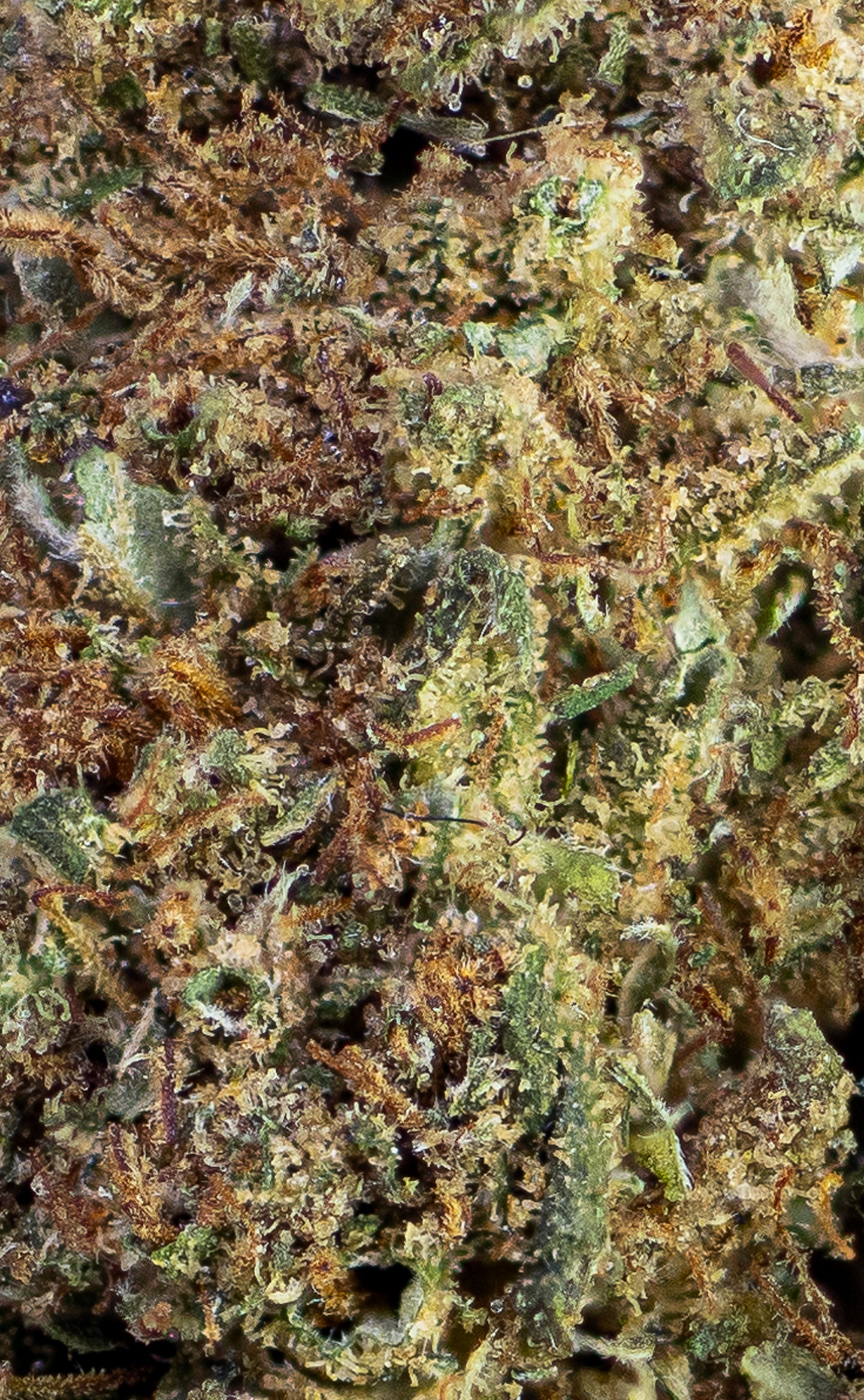 Pineapple Funk | 14% CBD