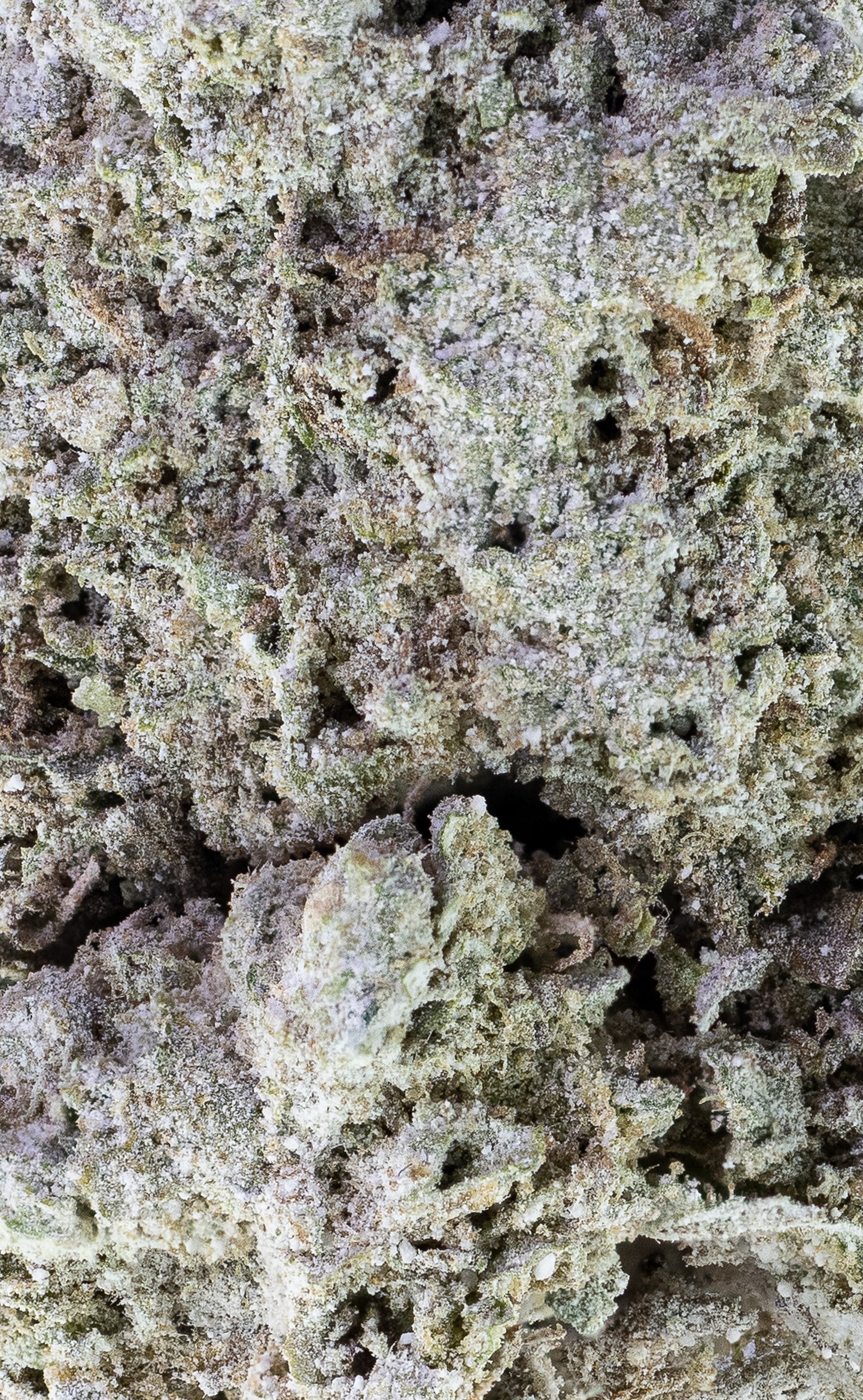 Stanky Unicorn | 23% THCA