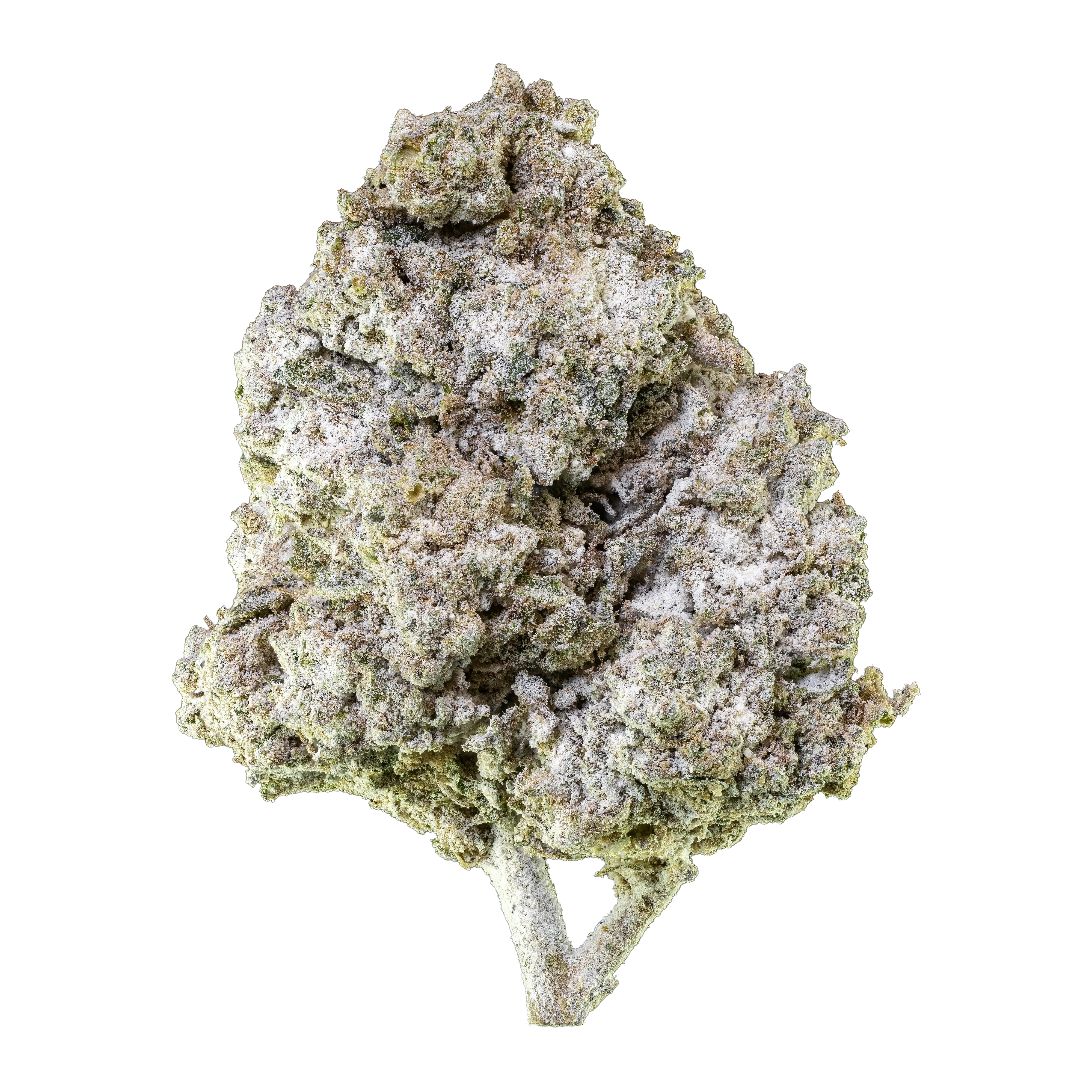 Herbz Thai Haze 10g emballage med grønt og gyldent jungleinspireret design